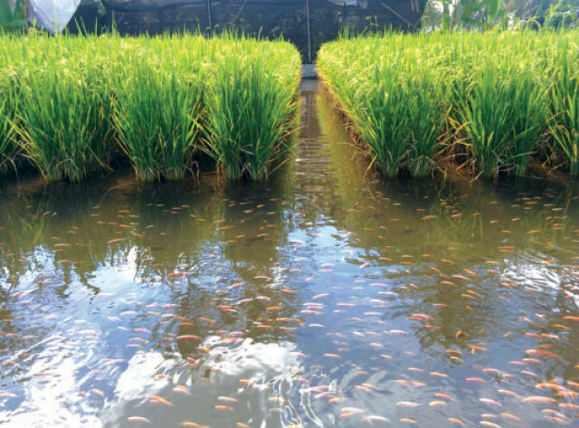 quang-cao-truyen-hinh-vtv-mo-hinh-lua-ca